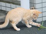 子猫のミニー
